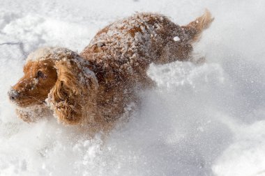 Karlı kış gündüz oynayan İngiliz cocker spaniel köpek yavrusu.