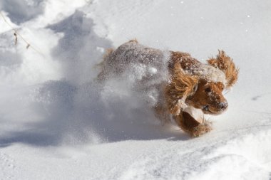 Safkan mutlu İngiliz cocker spaniel köpek oynama ve tozlu ve kabarık kar içinde çalışan