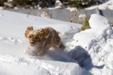 İspanyol karda kaldırdı kulakları ile atlama