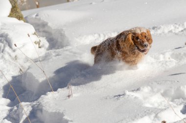 derin karda yürümek için İspanyol gizlice