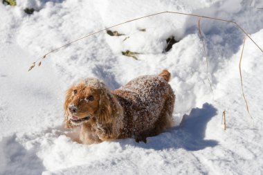 Karlı kış gündüz oynayan İngiliz cocker spaniel köpek yavrusu.