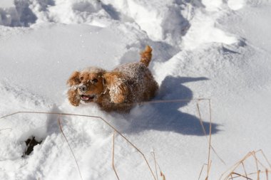 İspanyol karda kaldırdı kulakları ile atlama