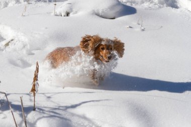 Safkan mutlu İngiliz cocker spaniel köpek oynama ve tozlu ve kabarık kar içinde çalışan