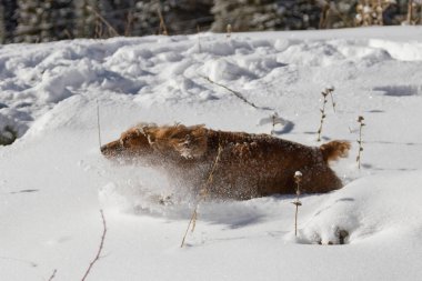 Karlı kış gündüz oynayan İngiliz cocker spaniel köpek yavrusu.