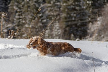 İngiliz cocker spaniel köpek portre kışın