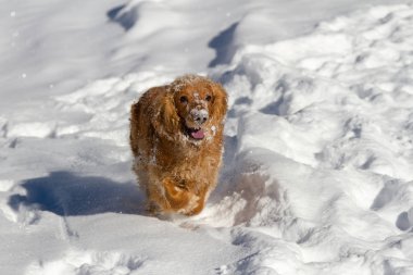 Genç cocker spaniel köpeği karda oynarken sana bakmak