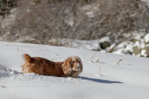 Cocker spaniel karda, çalışan ve burnunu aşağı seçmek dışarı donmuş koşullarında bile koku alma eğleniyor çalışma.