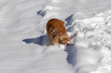 Mutlu İngiliz yavru horoz İspanyol kar üzerinde çalışan