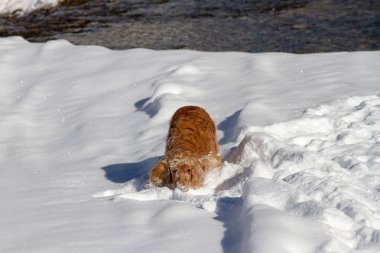 Karlı kış gündüz oynayan İngiliz cocker spaniel köpek yavrusu.