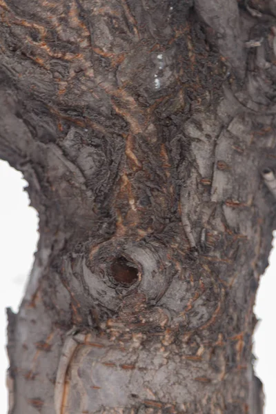 Ladrar Tronco Cereza Con Nudo Viejo —  Fotos de Stock