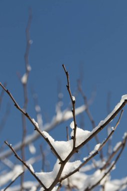 Gökyüzüne karla kaplı çıplak bir dal.