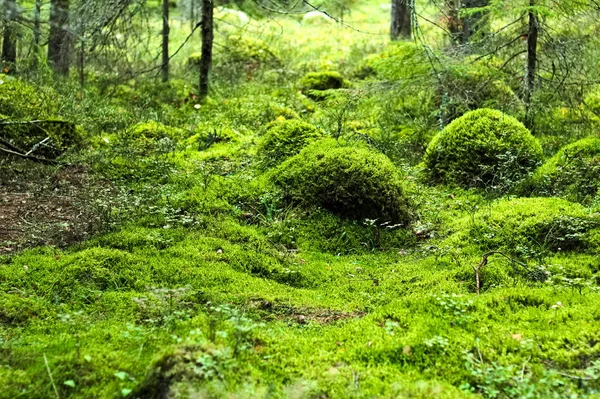 Green moss in the forest — Stock Photo, Image