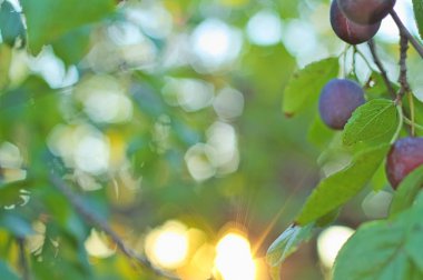 Erik dalı doğru tuval sitesinde gün batımında