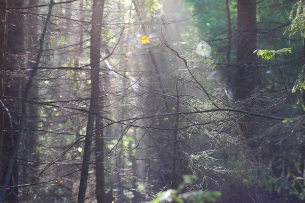 Spider Webs Branches Forest Morning Sun Light Fog — Stock Photo, Image