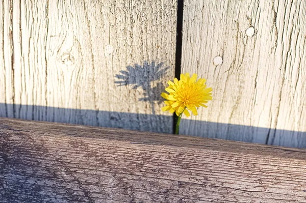 Gul blomma blomma framför trä ombord — Stockfoto