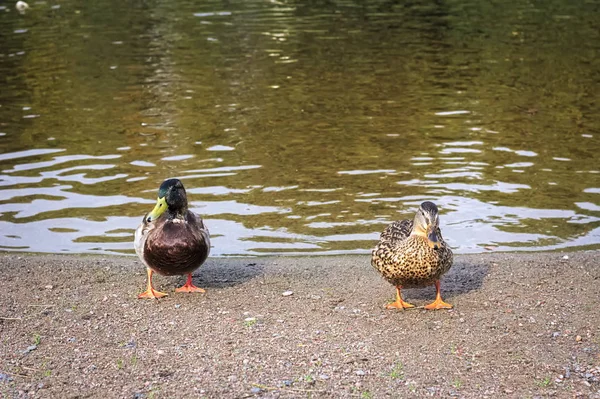 两只鸭子--鸭子和鸭子站在湖边, 背景是水边 — 图库照片