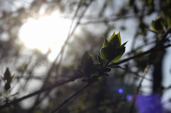 Puu Oksa Lehdet Aamulla Valo Aurinko Nousee — kuvapankkivalokuva