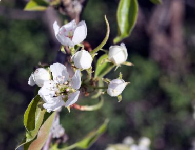 Bahçede armut çiçeği, bahar çiçeği yakın çekim