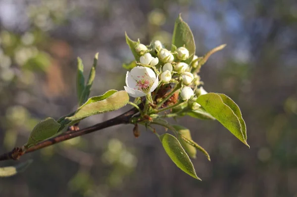 White fruit blossom in the garden close-up