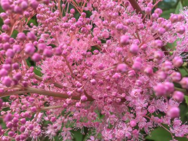 küçük pembe süet ve tomurcukları bir demet ile şube, yakın, çiçek arka plan