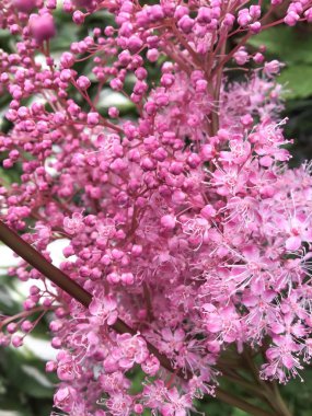 küçük pembe süet ve tomurcukları bir demet ile şube, yakın, çiçek arka plan