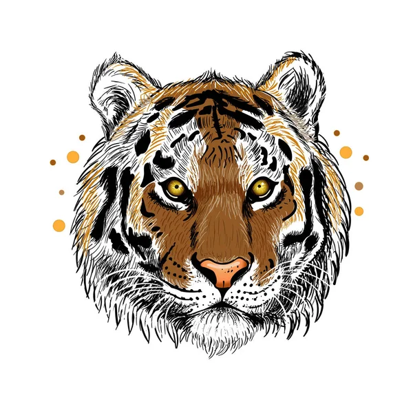 Tigre Isolado Fundo Branco —  Vetores de Stock