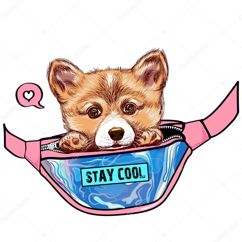 little dog corgi in pink waist bag illustration. Sticker on the wall. Stay cool lettering