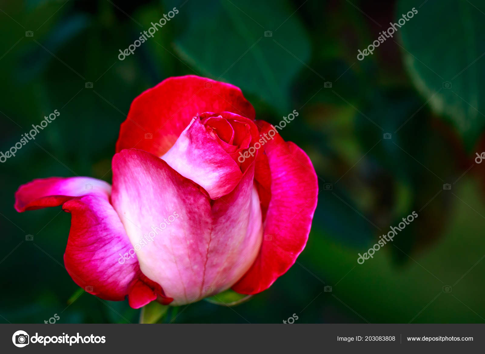 Duftende Rose Voller Blute Washington Park Rose Garden Portland