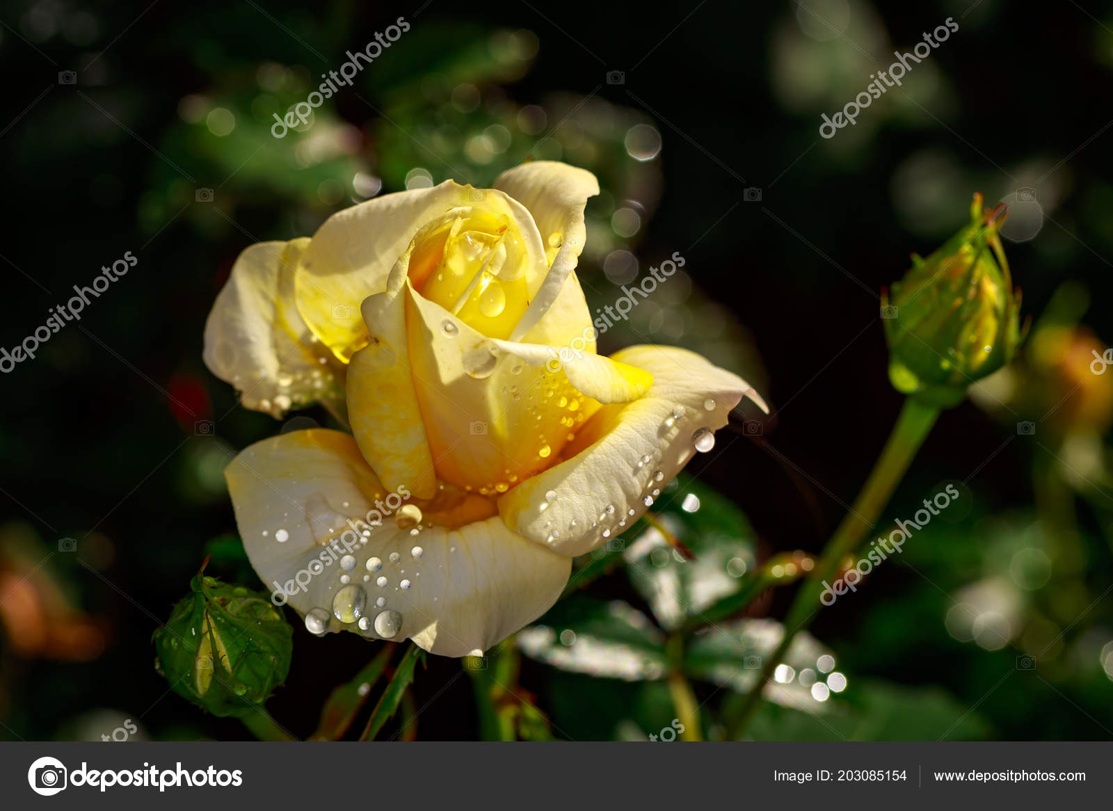 Duftende Rose Voller Blute Washington Park Rose Garden Portland