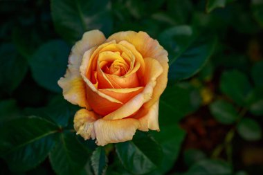 Çiçek açan güzel kokulu gül. Washington Park Gül Bahçesi, Portland, Oregon