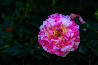 Çiçek açan güzel kokulu gül. Washington Park Gül Bahçesi, Portland, Oregon