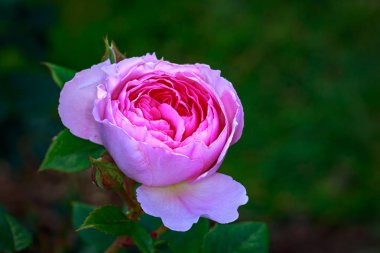 Çiçek açan güzel kokulu gül. Washington Park Gül Bahçesi, Portland, Oregon