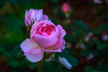Çiçek açan güzel kokulu gül. Washington Park Gül Bahçesi, Portland, Oregon