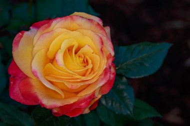 Çiçek açan güzel kokulu gül. Washington Park Gül Bahçesi, Portland, Oregon