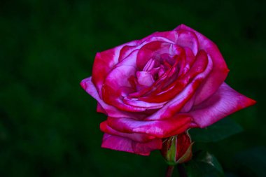 Çiçek açan güzel kokulu gül. Washington Park Gül Bahçesi, Portland, Oregon