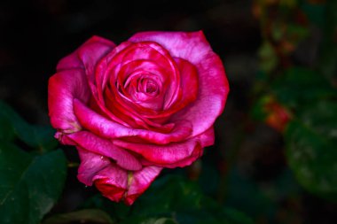 Çiçek açan güzel kokulu gül. Washington Park Gül Bahçesi, Portland, Oregon