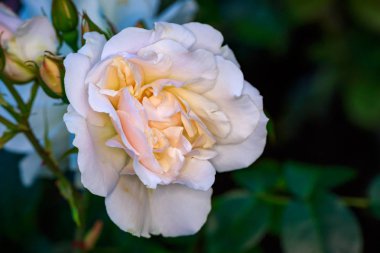 Çiçek açan güzel kokulu gül. Washington Park Gül Bahçesi, Portland, Oregon