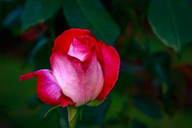 Çiçek açan güzel kokulu gül. Washington Park Gül Bahçesi, Portland, Oregon