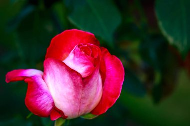 Çiçek açan güzel kokulu gül. Washington Park Gül Bahçesi, Portland, Oregon