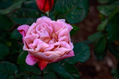 Çiçek açan güzel kokulu gül. Washington Park Gül Bahçesi, Portland, Oregon