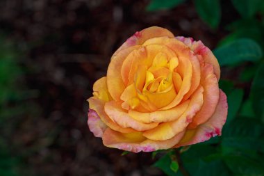 Çiçek açan güzel kokulu gül. Washington Park Gül Bahçesi, Portland, Oregon