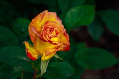 Çiçek açan güzel kokulu gül. Washington Park Gül Bahçesi, Portland, Oregon