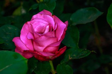 Çiçek açan güzel kokulu gül. Washington Park Gül Bahçesi, Portland, Oregon