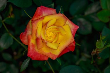 Çiçek açan güzel kokulu gül. Washington Park Gül Bahçesi, Portland, Oregon