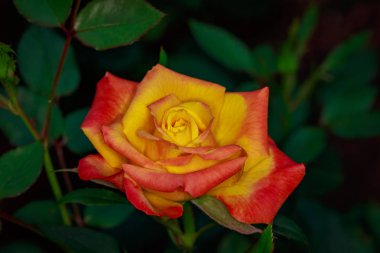 Çiçek açan güzel kokulu gül. Washington Park Gül Bahçesi, Portland, Oregon