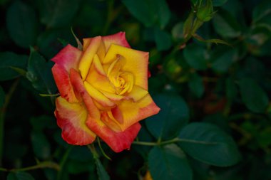 Çiçek açan güzel kokulu gül. Washington Park Gül Bahçesi, Portland, Oregon