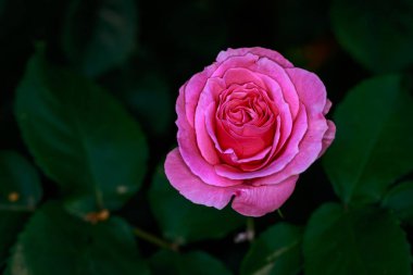 Çiçek açan güzel kokulu gül. Washington Park Gül Bahçesi, Portland, Oregon