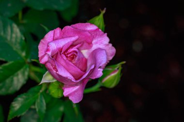 Çiçek açan güzel kokulu gül. Washington Park Gül Bahçesi, Portland, Oregon