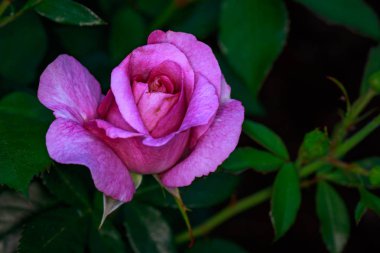 Çiçek açan güzel kokulu gül. Washington Park Gül Bahçesi, Portland, Oregon
