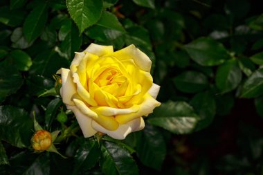 Çiçek açan güzel kokulu gül. Washington Park Gül Bahçesi, Portland, Oregon